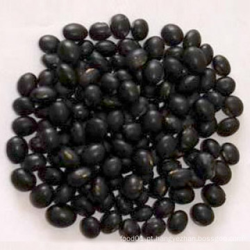 Hot Sale Black Bean Grande Fornecedor